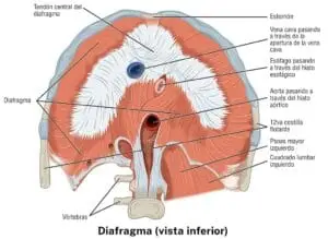 O papel do diafragma no refluxo