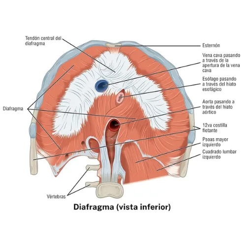 Diagram illustrating diaphragm dysfunction, breathing mechanics, and chronic acid reflux symptoms