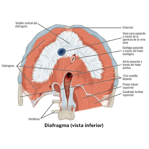 Diaphragme reflux et reflux chronique liés à la respiration, à la pression abdominale et à la fonction digestive