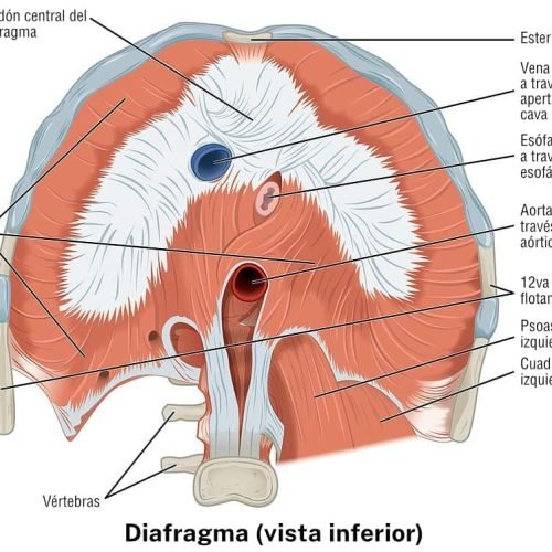 O papel do Diafragma no Refluxo Gastroesofágico: o músculo que ninguém te falou