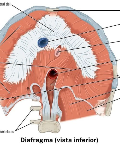 O papel do Diafragma no Refluxo Gastroesofágico: o músculo que ninguém te falou